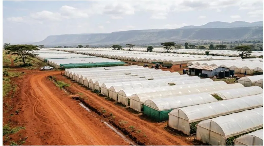 Rows of polythene greenhouses across a Kenyan flower farm with an escarpment behind