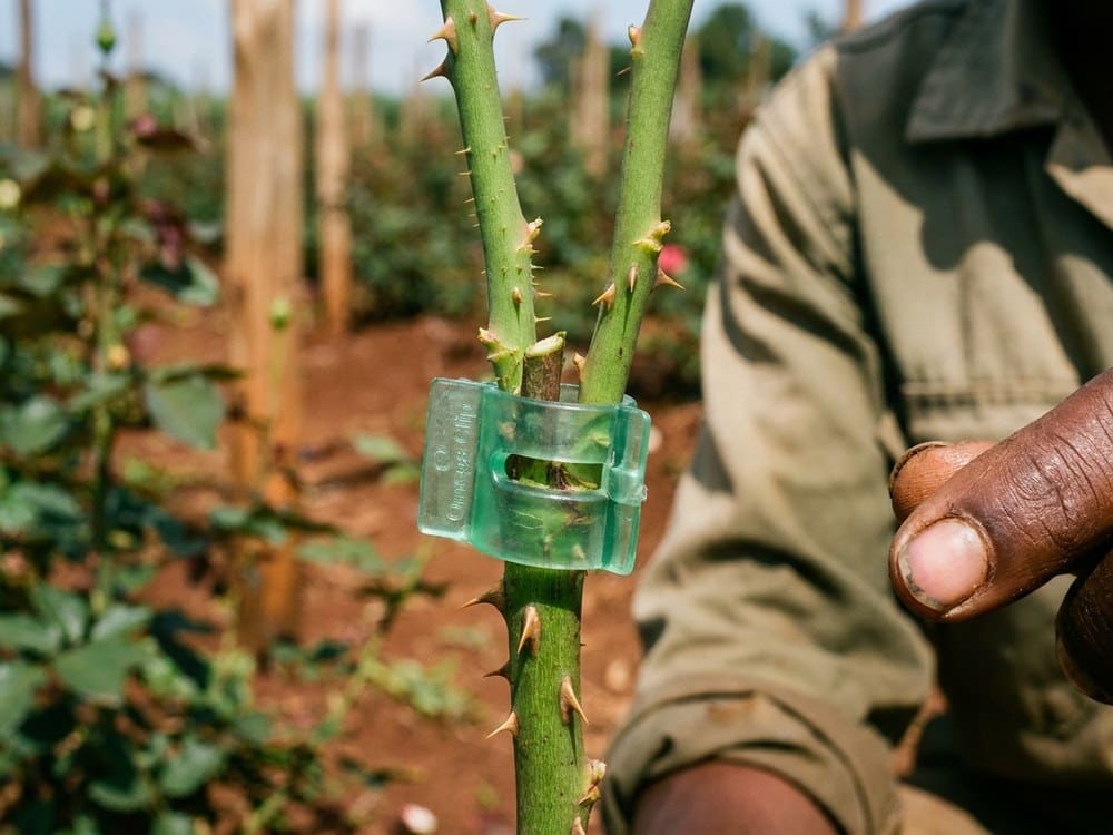 Omega grafting clips holding a rose graft union
