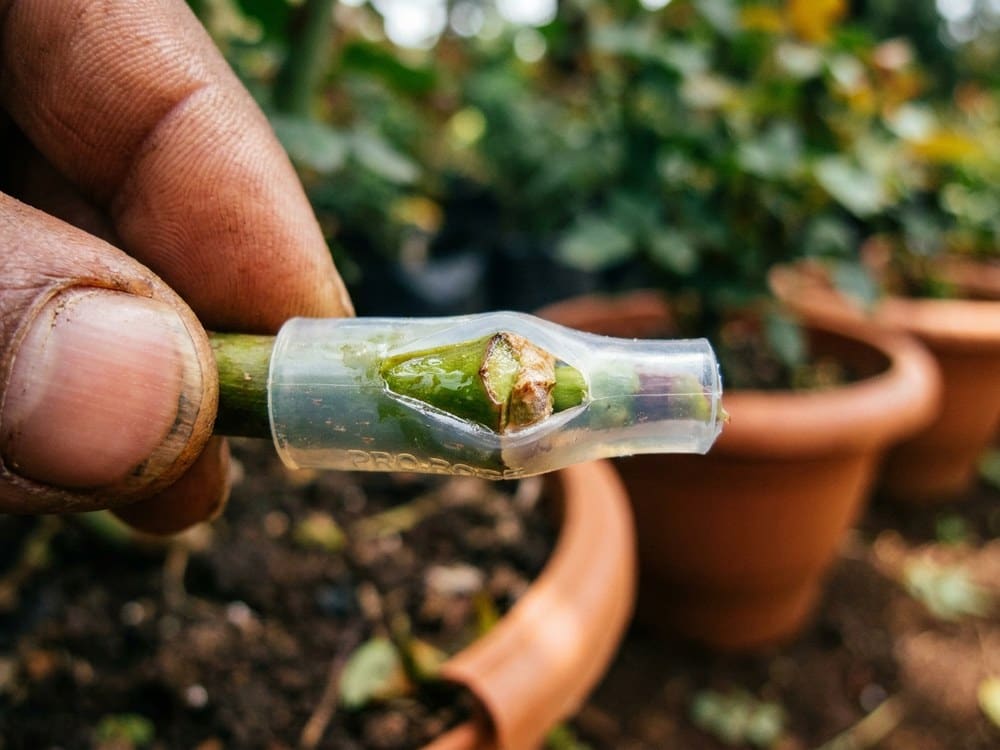 PRO-ROSE silicone grafting tubes in use on a rose stem